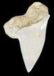 Mako Shark Tooth Fossil - Sharktooth Hill, CA #46791-1
